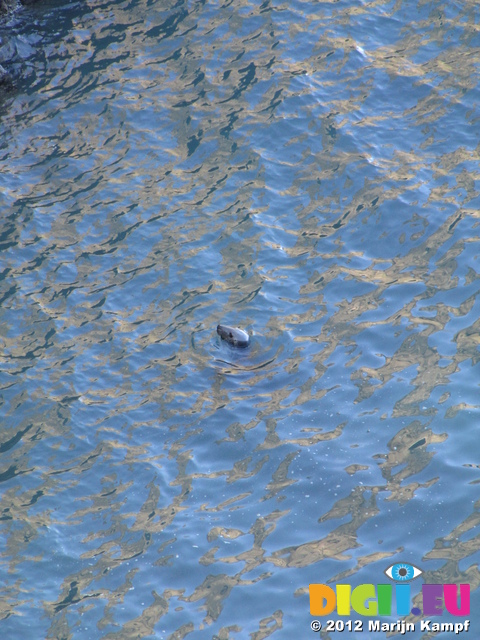 SX24760 Seal in the water